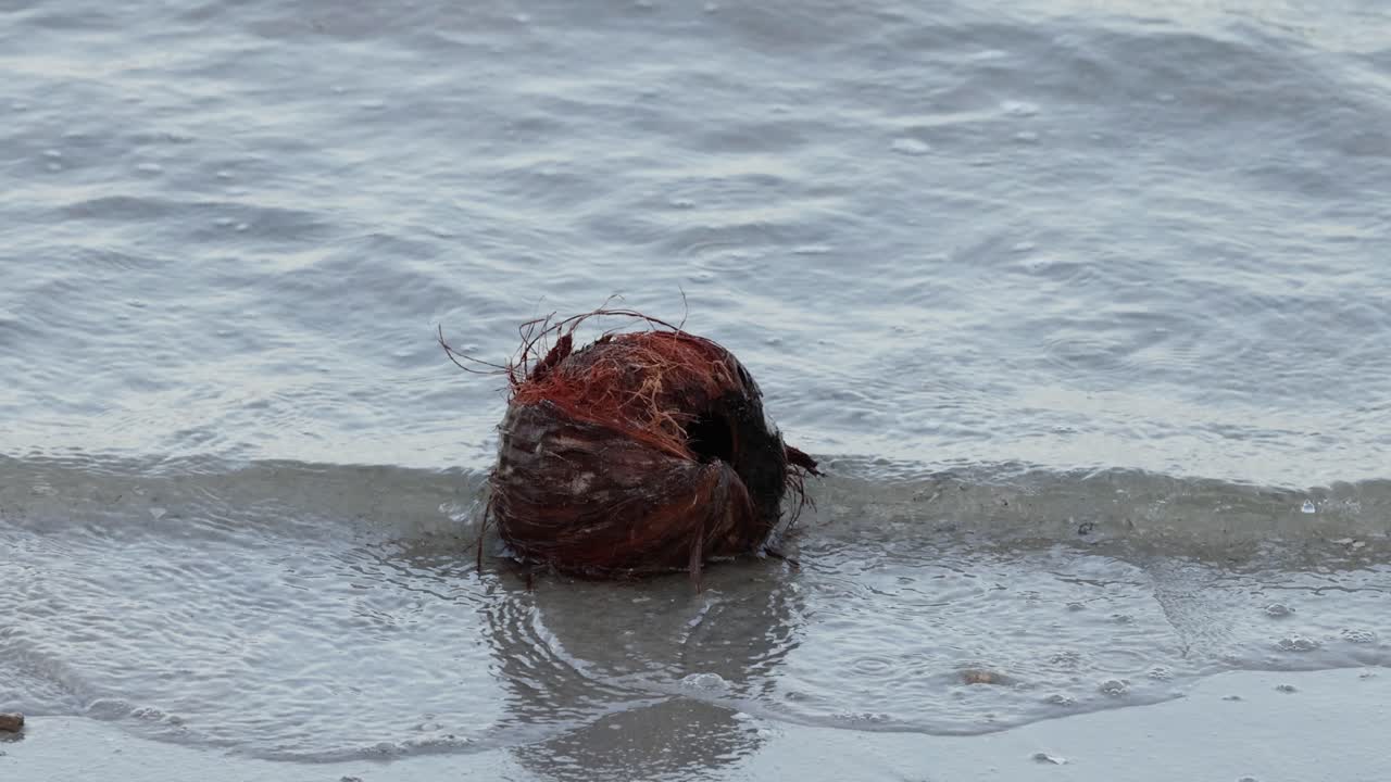 el coco flota y se mueve con las olas del océano.