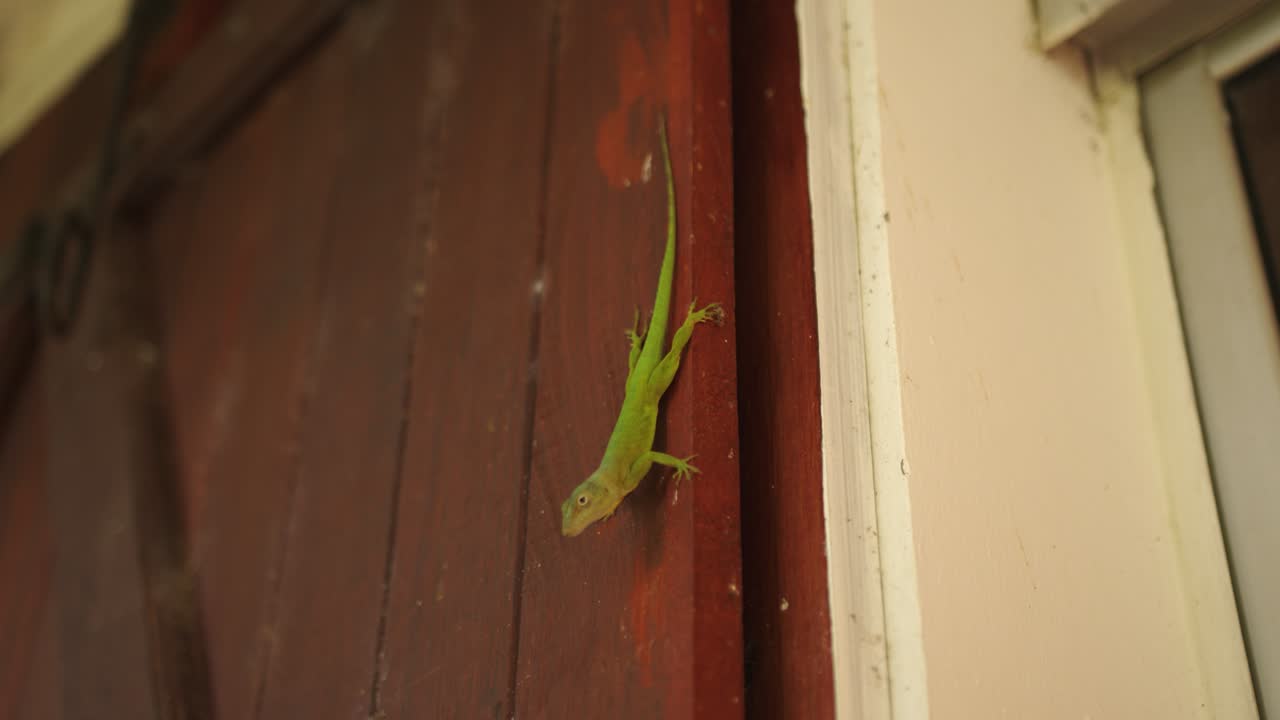 Anolis Marmoratus Lizard on door of home