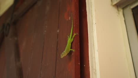 anolis marmoratus lizard on door of home