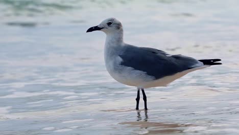 toma macro en cámara lenta de una gaviota parada en la costa con olas rompiendo en un resort en playa del carmen en riviera maya, méxico en un día nublado de verano cerca de cancún y tulum
