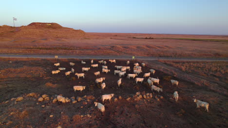 white charolais cow cattle on a dark basalt soil in the golan heights, israel - in the background there is an ancient and small but inactive volcano