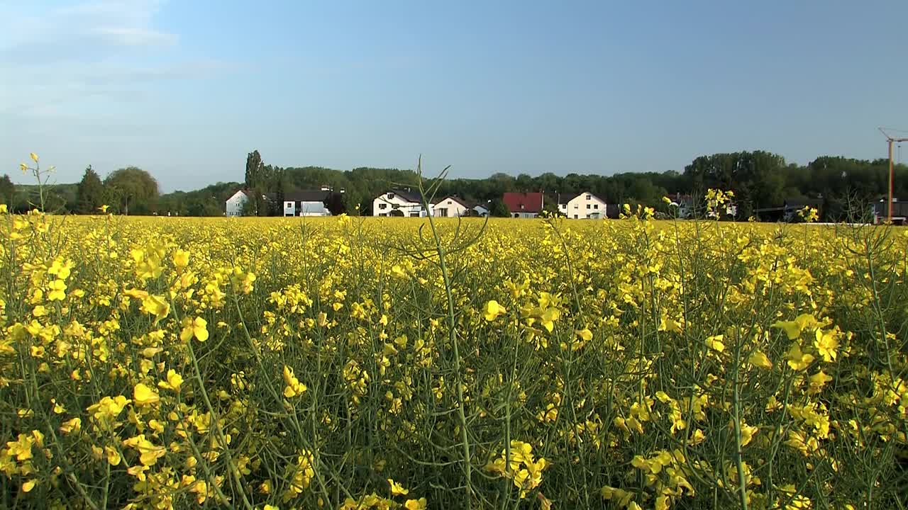 campo de colza floreciente en baviera con pueblo en la parte de atrás