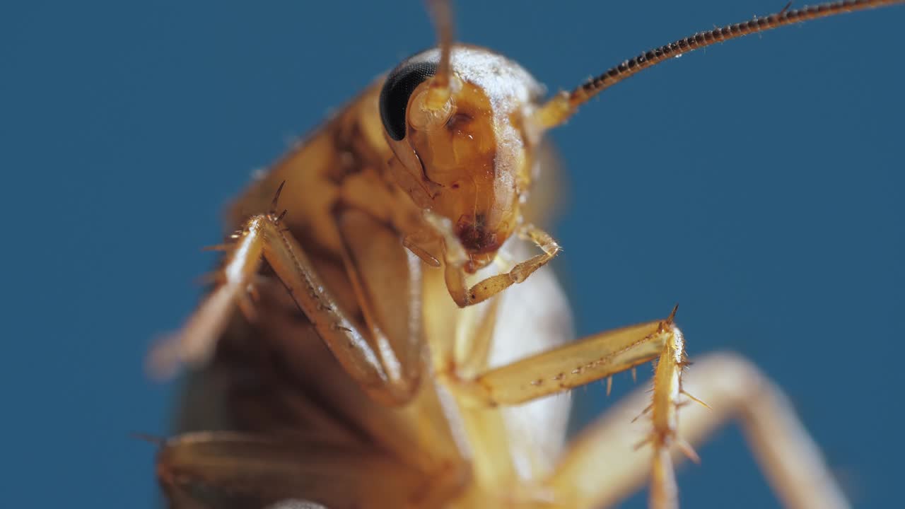 Body of brown cockroach with legs on abdomen and antennas is filmed in macro on blue background