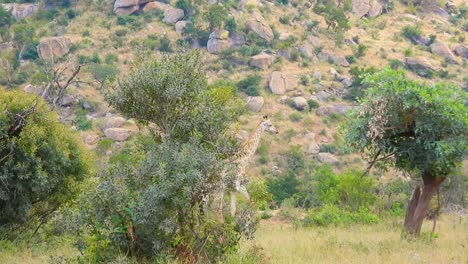 Stationary-shot-of-a-giraffe-wandering-about-in-the-African-Savannah