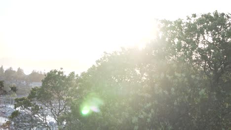 Dazzling-Sunlight-Passing-Through-Branches-Of-Trees-In-Cap-Sante-Park-In-Anacortes,-United-States