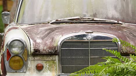 Detailed view of a weathered car grille and headlights, partially obscured by lush green ferns.