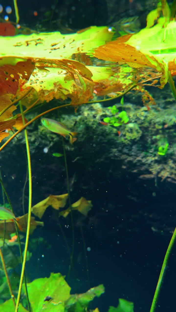 Vista subaquática de um cenote com peixes e plantas verdes. Paisagem subaquática límpida mostrando formações rochosas, pequenos peixes e plantas aquáticas verdes em um cenote azul profundo.