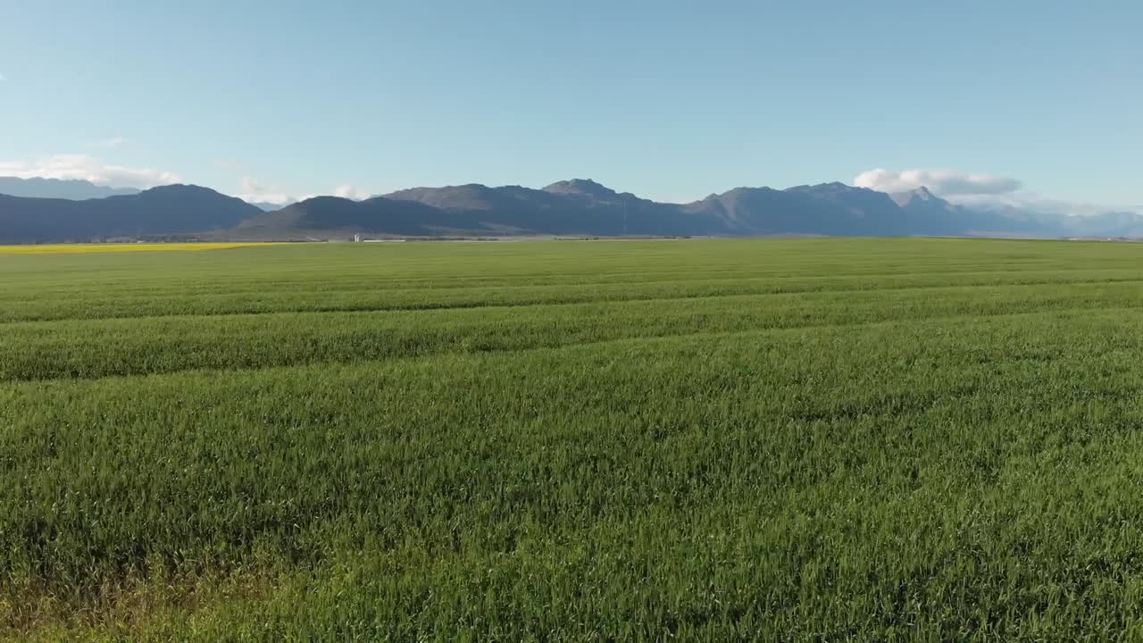 vista general de las turbinas eólicas en un paisaje rural con un cielo sin nubes