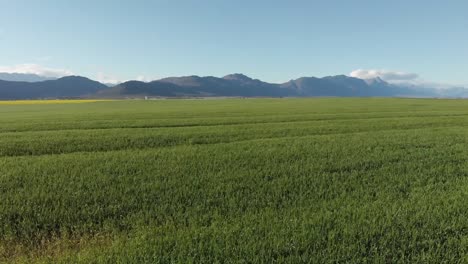 General-view-of-wind-turbines-in-countryside-landscape-with-cloudless-sky