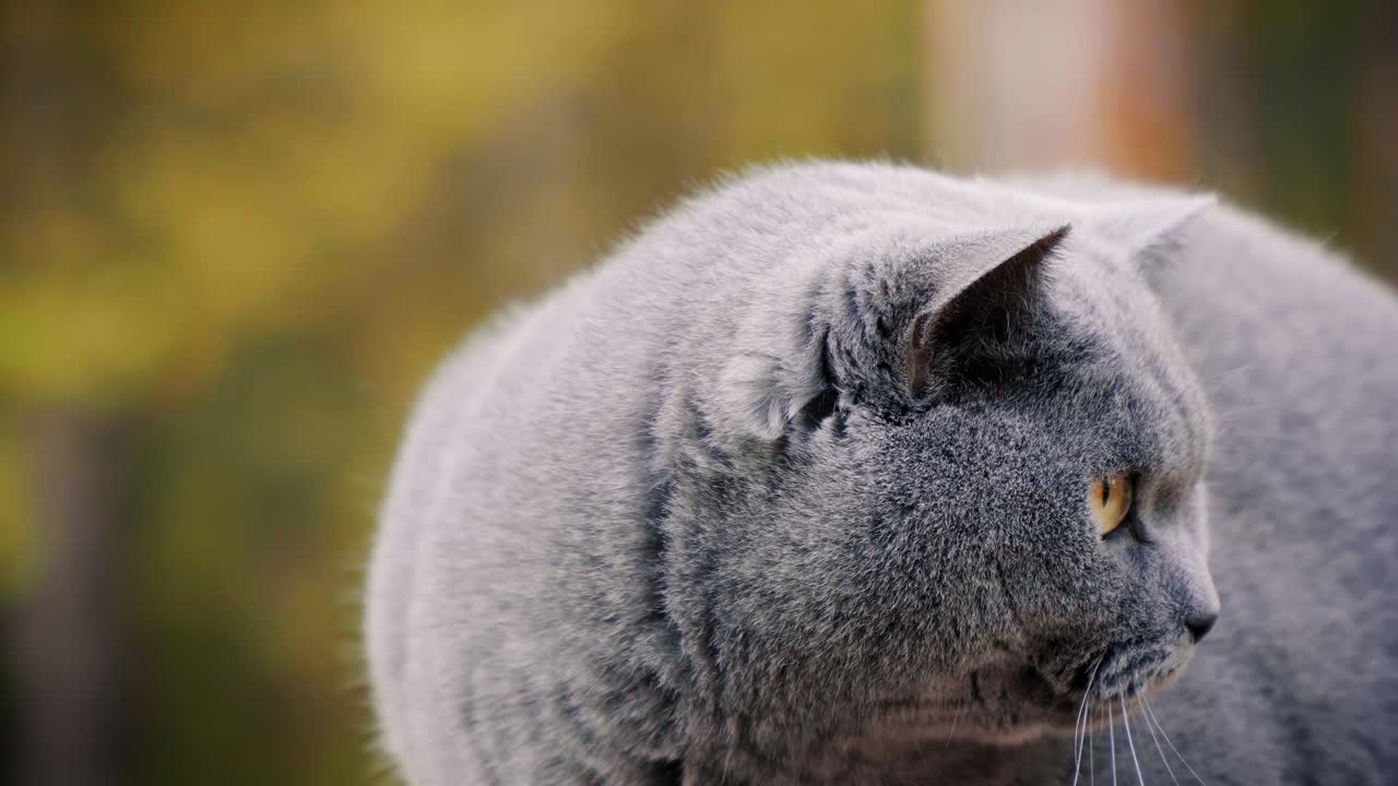 gato británico gris posando en el bosque