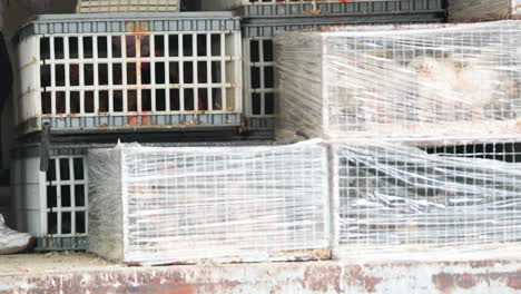 pollitos vivos en cajas cubiertas con plástico que se venden en el mercado de leiria, portugal