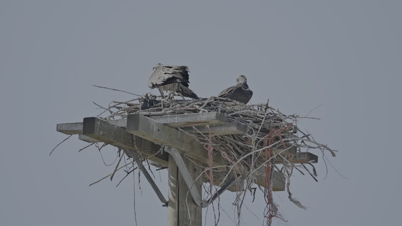 близкий кадр, показывающий привычки оспрея гнездиться на электрическом столбе в камлупсе, британская колумбия.