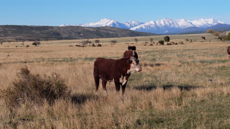 black cows in tall grass valley with mountains at the horizon, esquel argentina