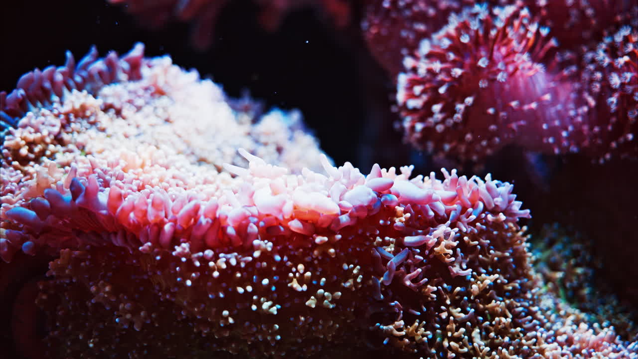 Close up of colourful coral reefs in the water