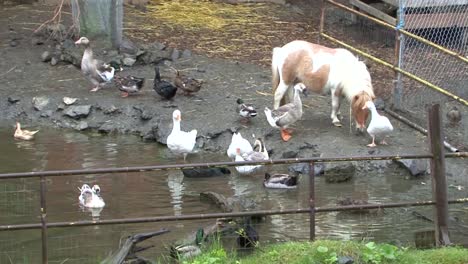 a pony, ducks and geese on a small farm in alaska