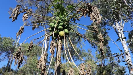 Debido-Al-Inusual-Clima-Frío,-Un-árbol-De-Papaya-Se-Está-Muriendo-Pero-Aún-Produce-Mucha-Fruta