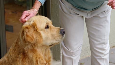 senior woman stroking a dog at home 4k