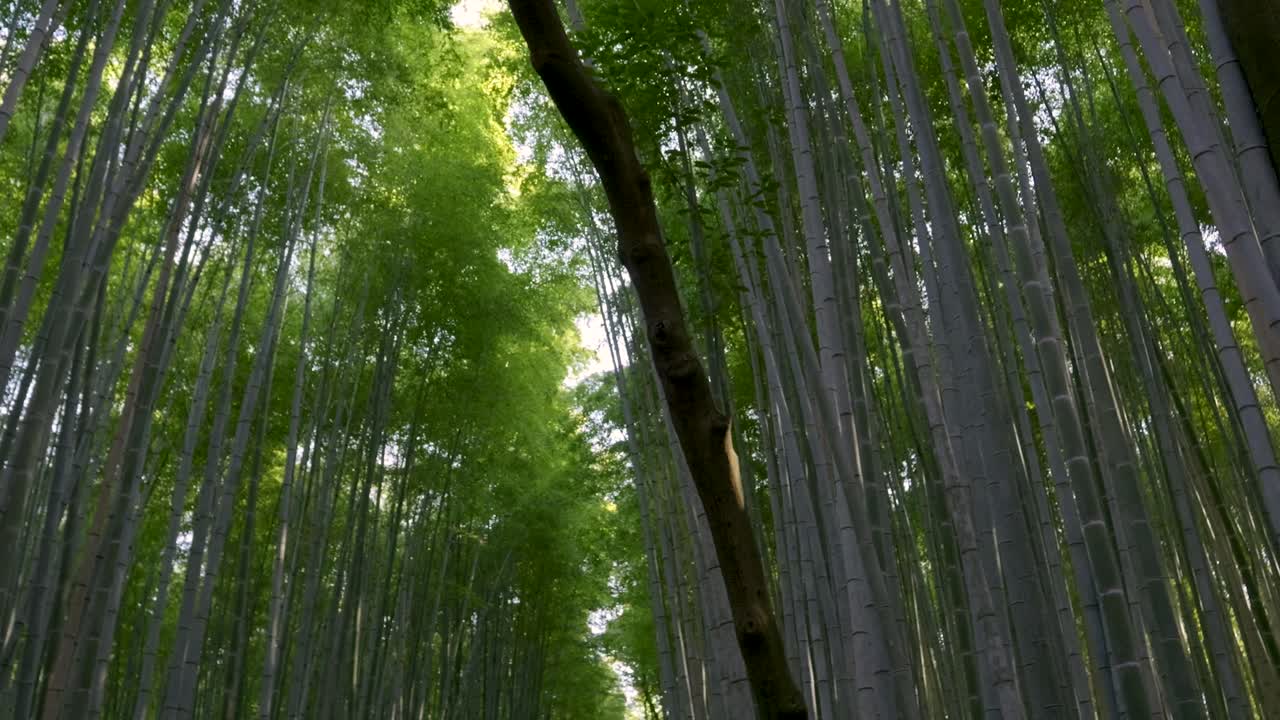 교토의 아라시야마에 있는 대나무 숲을 바라보는 가까운 모습