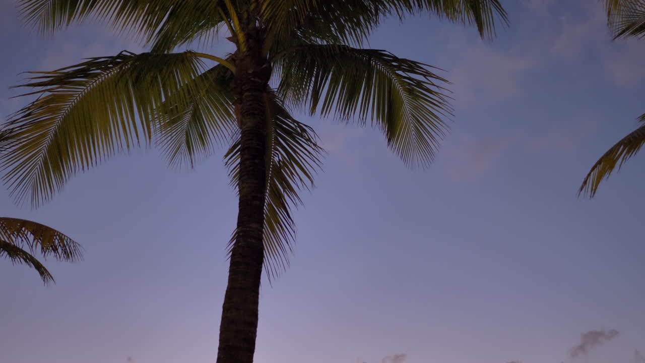 Smooth movement from palm to cruise ship. 2 empty lounge chairs. Vacation goals. Sunset, Golden Hour