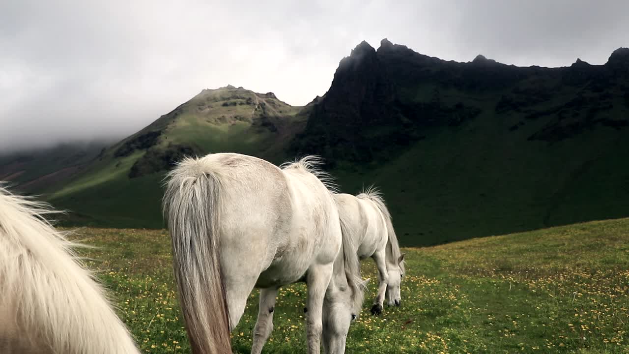 los caballos blancos salvajes comen hierba durante un día nublado