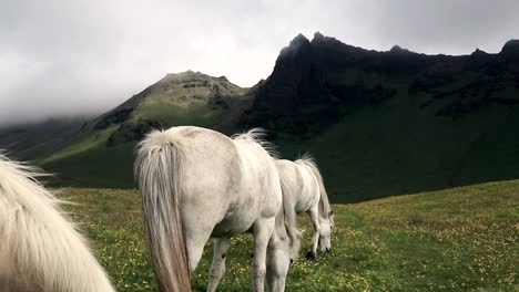 wild white horses eat grass during a cloudy day