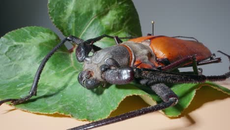 dissected cockroach insect on a leaf