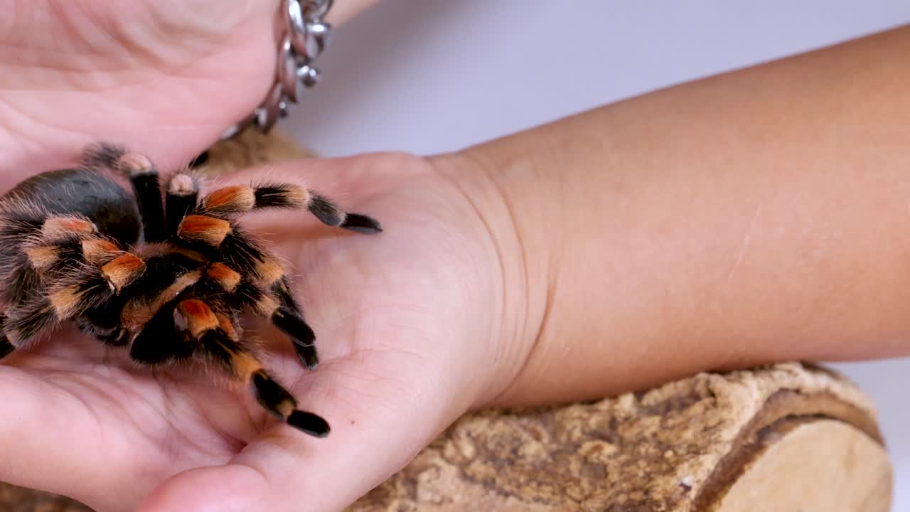 A Mexican redknee tarantula crawls across a person's palm in a bright close-up shot