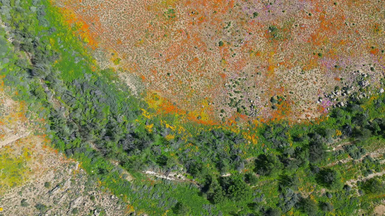 남아프리카 공화국 북부 케이프 주 나마 ⁇ 랜드 의 화려 한 화려 한 일 년 야생 꽃 의 공중 사진