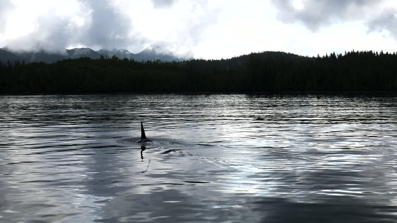 범고래의 등지느러미가 태평양 해안선에서 솟아오른다