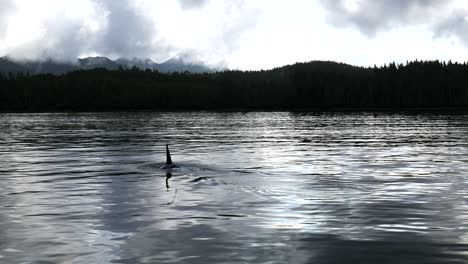 La-Aleta-Dorsal-De-Una-Orca-Se-Eleva-Frente-A-La-Costa-Del-Pacífico