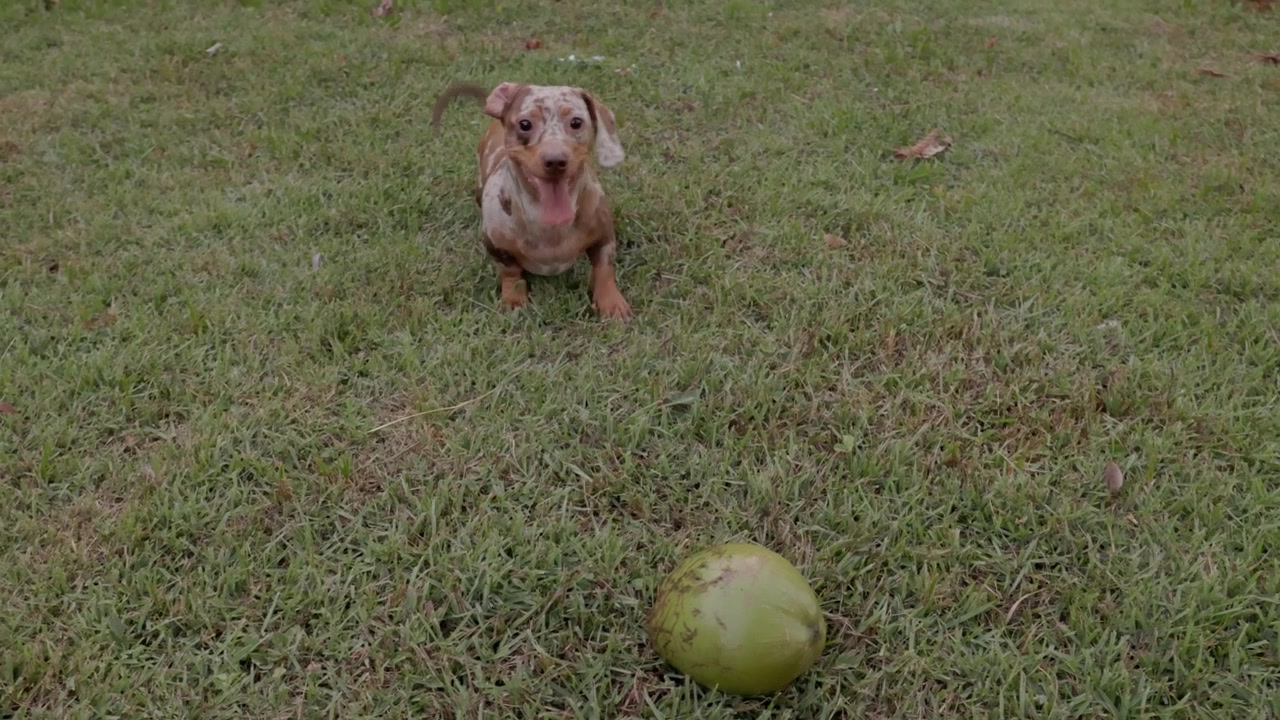 Dachshund Teckel, cão, brincando, latindo, filmagem feita à mão