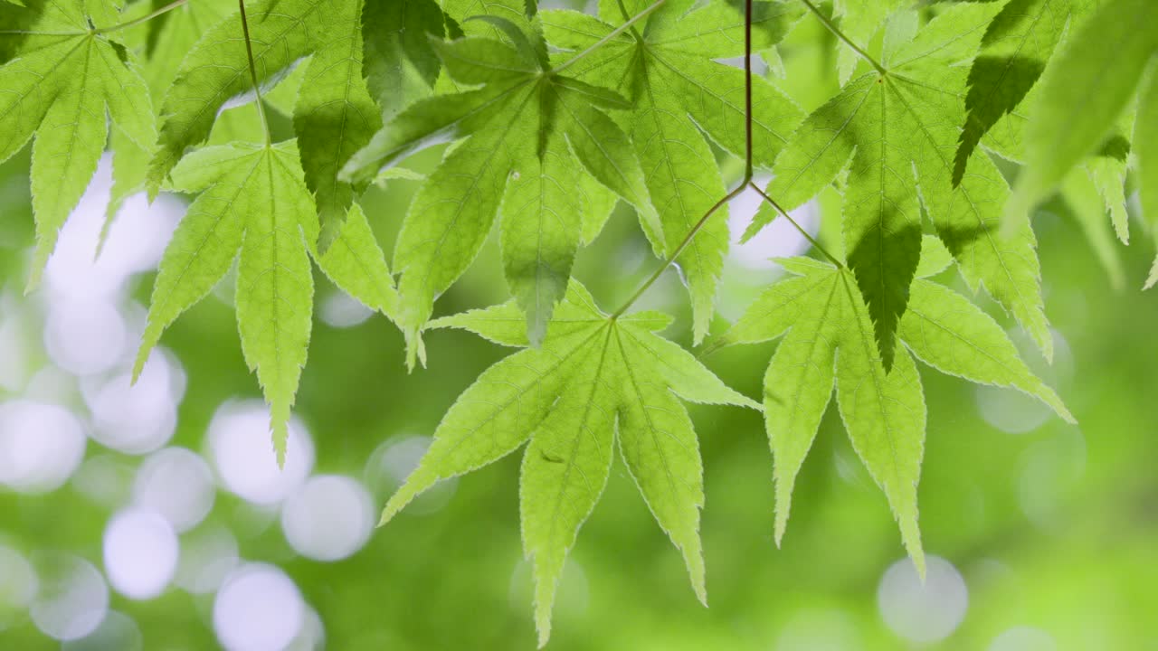 밝은 초록색의 봄 식물