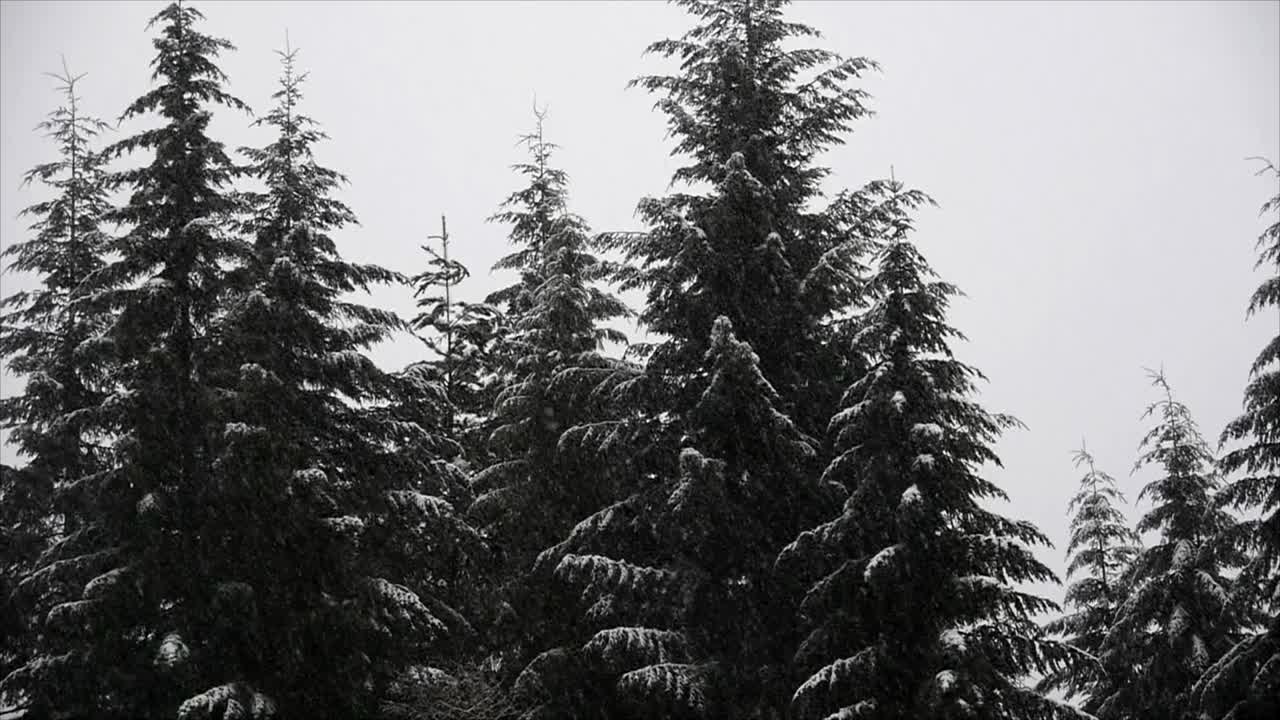 Snesbyger falder fra vinterhimlen mod en baggrund af skovfyrretræer i Pacific Northwest