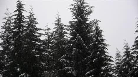snow showers falling from the winter sky onto a backdrop of forest pine trees in the pacific northwest.