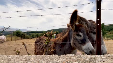 two donkeys behind a barbed wire fence in a rural landscape