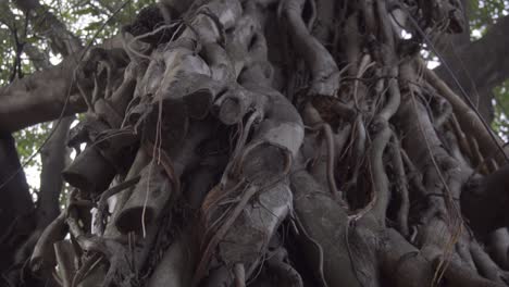 slow motion of old tree bark hanging around the trunk of the tree