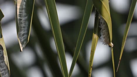 Caterpillar---green---making-net--tree