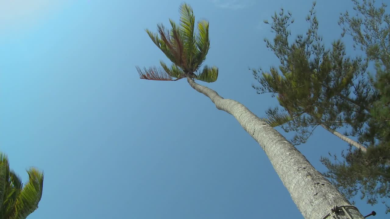 una vista de ángulo bajo mirando hacia arriba a una palmera que sopla en el viento 1