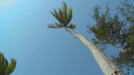 a low angle view looking straight up at a palm tree blowing in the wind 1