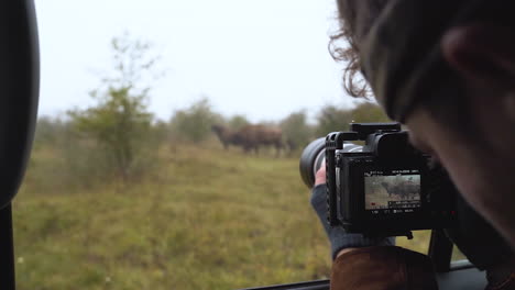 fotograf z aparatem dslr fotografujący rodzinę żubrów z samochodu