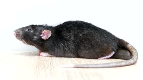 animal domestic gray rat close-up