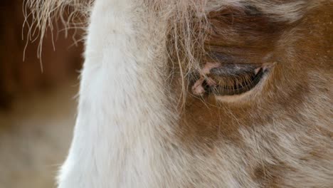 extreme close up of a shetland pony horse breed at seoul grand park zoo in gwacheon, south korea