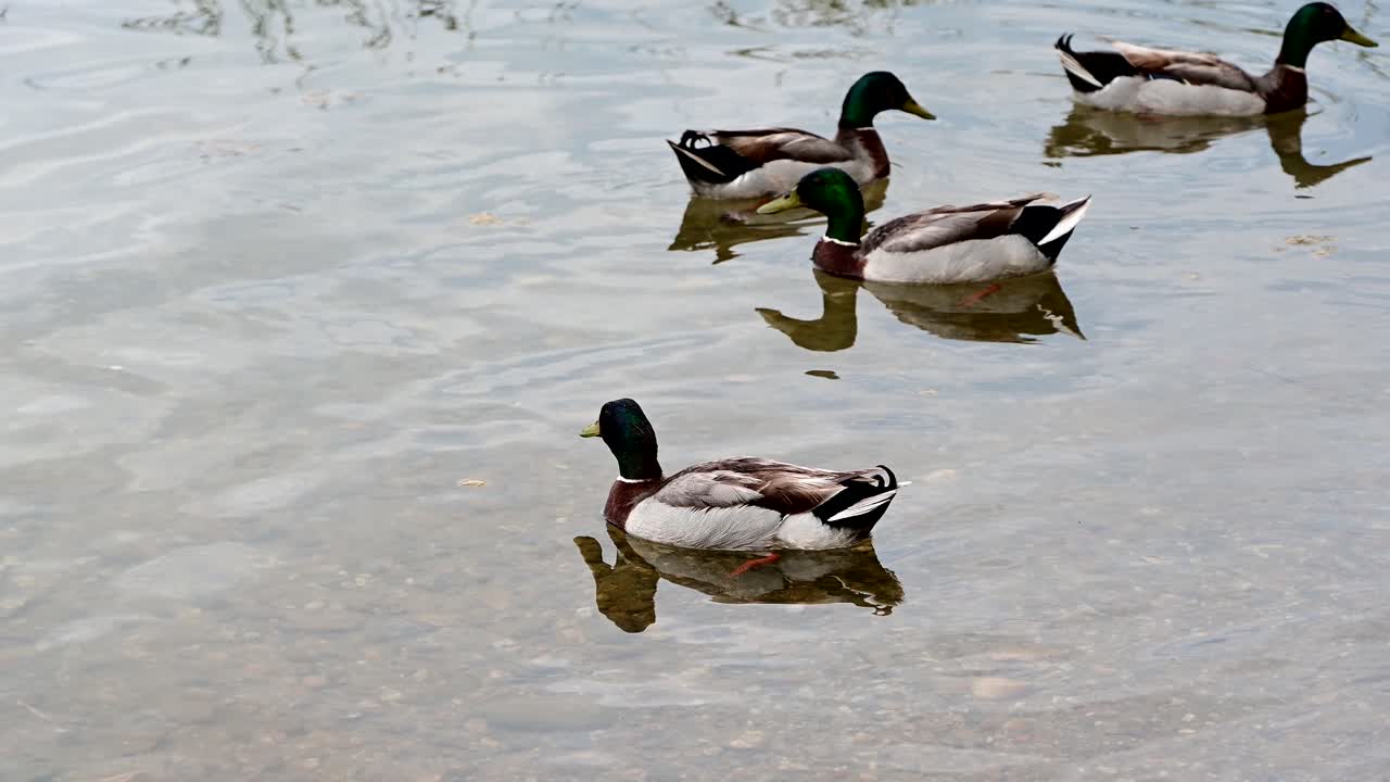 gruppo di anatre domestiche vicino alla riva del lago