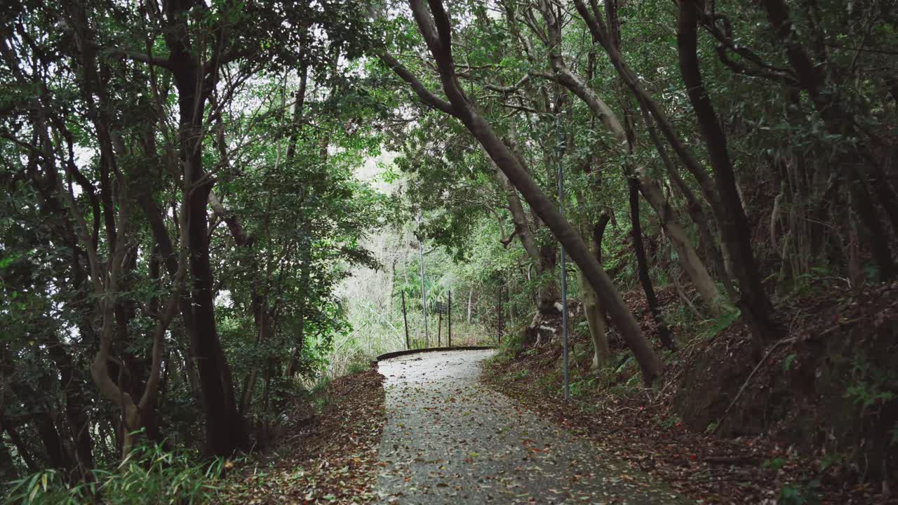 조용하고 구름이 많은 날에 나무가 어 있고 잎이 떨어지는 은 숲길