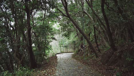 un camino de bosque sinuoso con árboles colgantes y hojas caídas en un día tranquilo y nublado