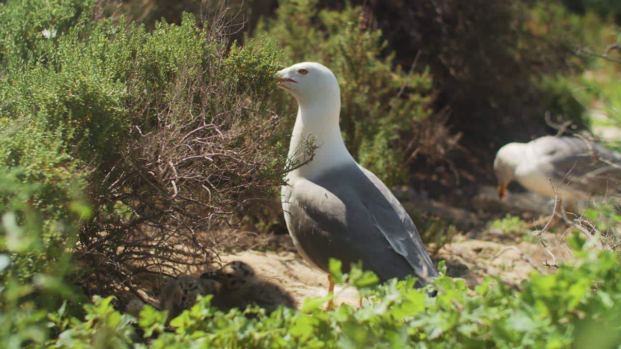 gaviota con dos polluelos en la naturaleza silvestre