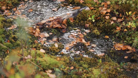 a tiny shallow stream covered with fallen leaves flows through mossy terrain