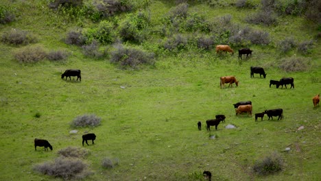 Cattle-grazing-in-green-field