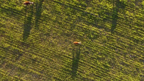 Cows-grazing-in-green-meadows-at-sunset