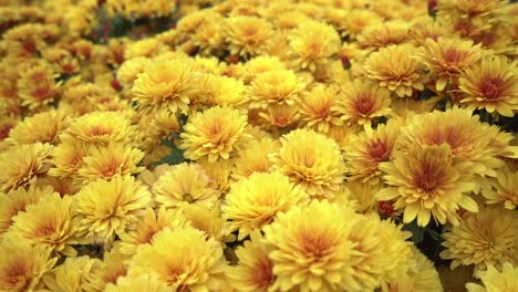 aufspüren eines beetes mit leuchtend gelben chrysanthemen im herbst